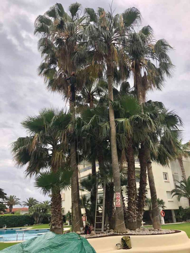 Treball vertical a palmera