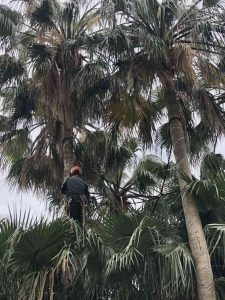 Trabajo vertical en Palmera