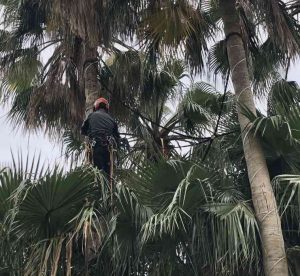 treball vertical a palmera